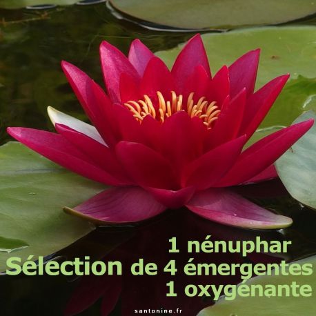 FLEURS D'EAU, Plante aquatique, nénuphar, lotus, phyto épuration