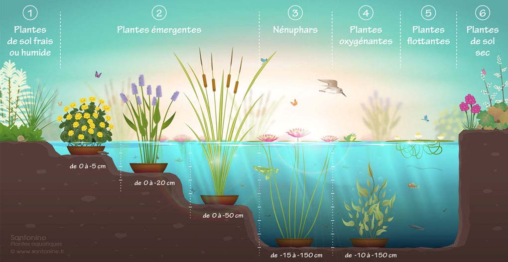 Les plantes aquatiques au jardin et bassin d'eau